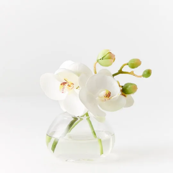 Orchid Phalaenopsis in Vase / White