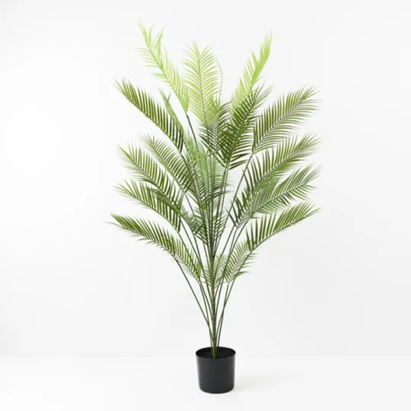 Parlour Palm 181cm