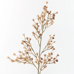 Stirlingia Spray / Brown