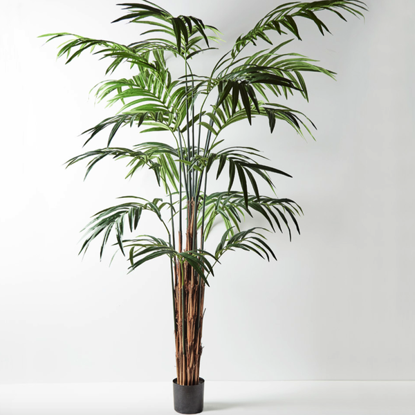 Kentia Palm  Green 305cmh