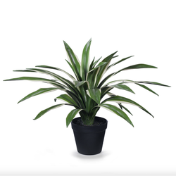 Yucca Plant Variegated 46cmh x 60cmd