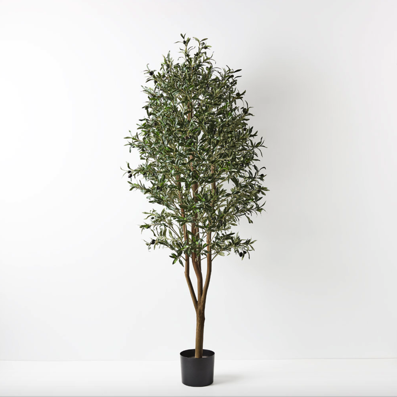 Olive Tree Green 180cmh