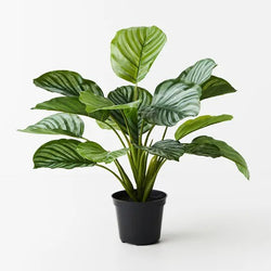 Calathea Plant