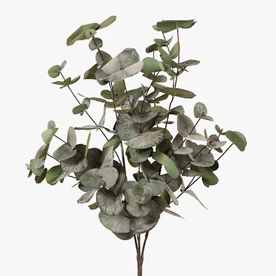 Eucalyptus Silver Dollar Bush / Dark Green 55cm