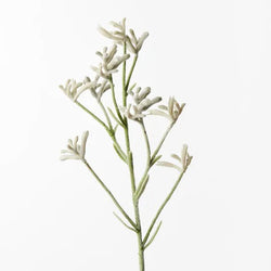 Kangaroo Paw