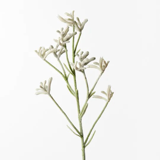 Kangaroo Paw