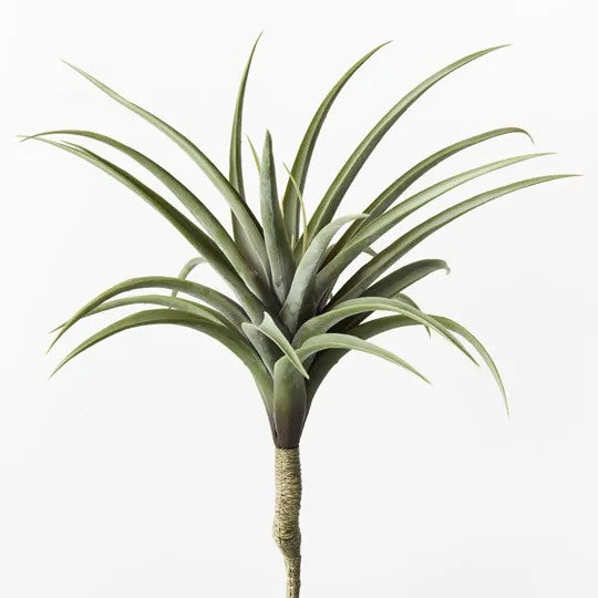 Tillandsia Green Grey