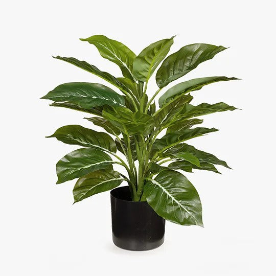 Evergreen in Pot Green 45cm
