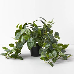 Fittonia Hanging Bush Green 52cm