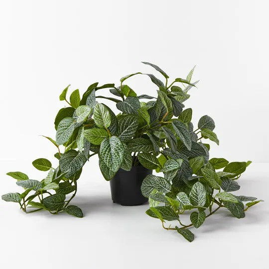 Fittonia Hanging Bush Green 52cm