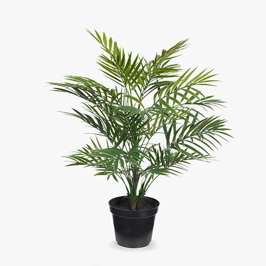 Palm Parlour In Pot Green