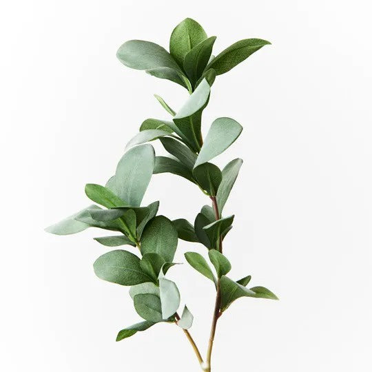 Pittosporum Leaf Spray Grey Green 66cm