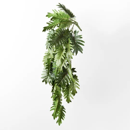 Philodendron Selloum Hanging Bush Green