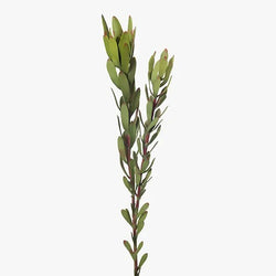 Protea Leucadendron Green 81cm
