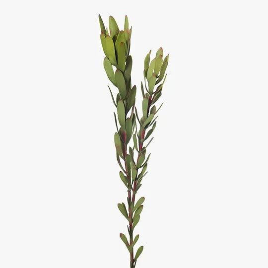 Protea Leucadendron Green 81cm