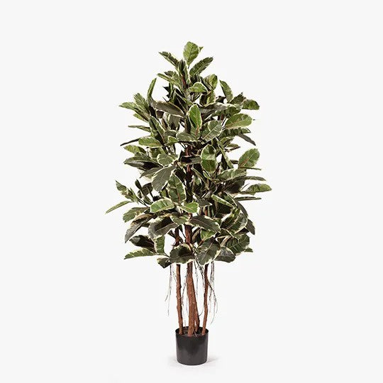 Rubber Tree Variegated 170cmh