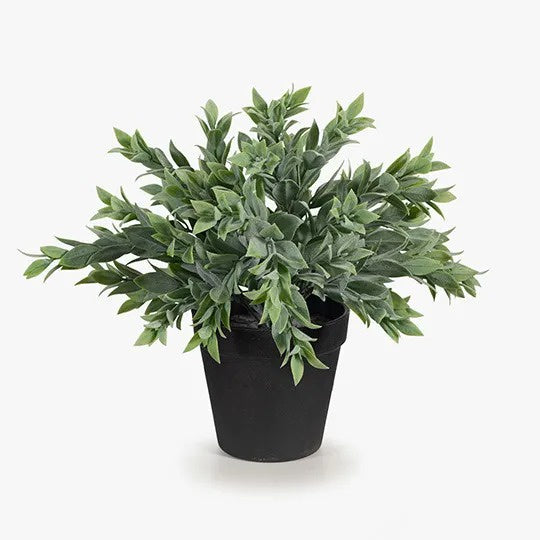 Ruscus Bush in Pot / Grey Green 25cm