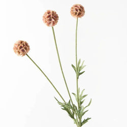 Scabiosa Stellata Spray / Dusty Pink 61cm