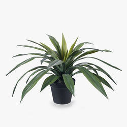 Yucca Plant Green 46 x 60cm