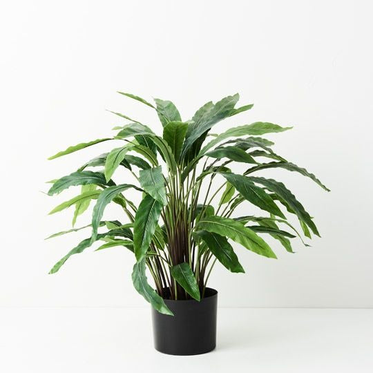 Calathea Plant / Green