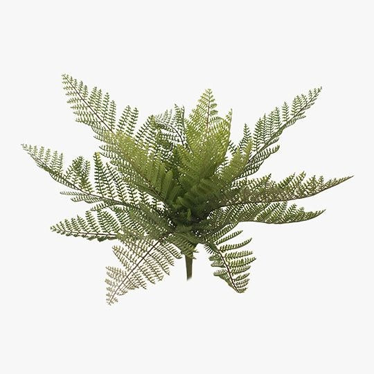 Fern Leather Bush / Green