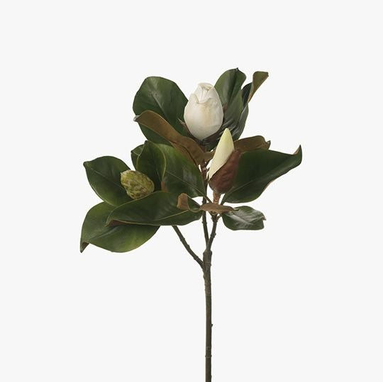 Magnolia Bud & Foilage