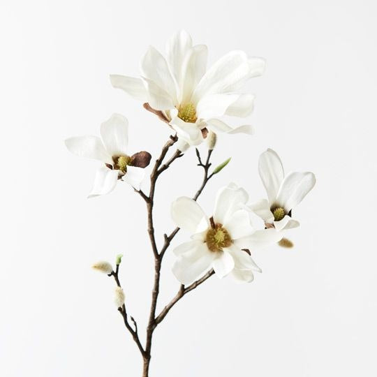 Magnolia Japanese Spray / White