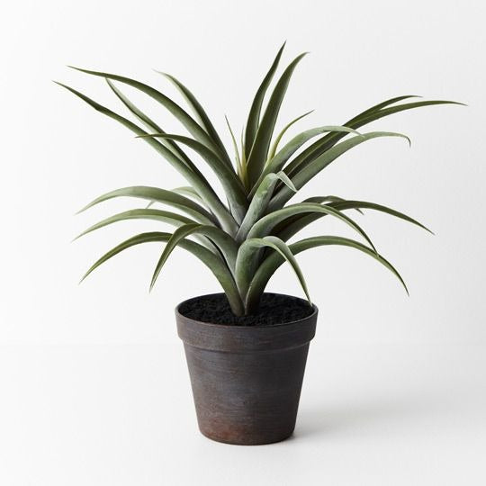 Tilandsia in Pot