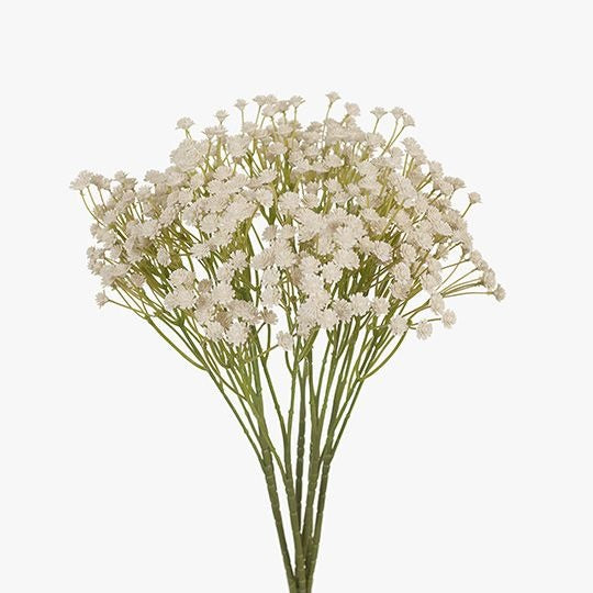 Baby's Breath Bush / Cream