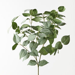 Lilac Leaf Bush 75xm / Grey Green