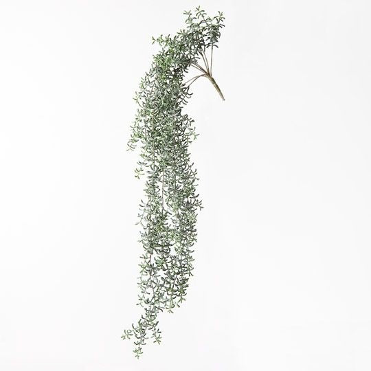 Senecio Hanging Bush 105cm / Green Grey