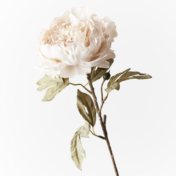Peony Celeste 64cm / Ivory