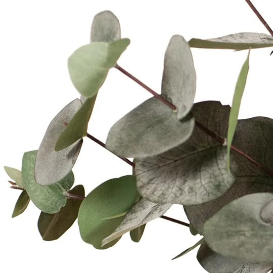 Eucalyptus Silver Dollar Bush / Dark Green 55cm