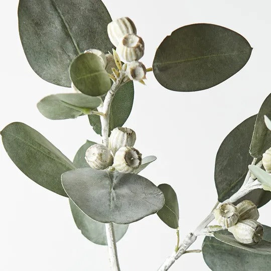 Eucalyptus Tetragona Spray Grey 61cm