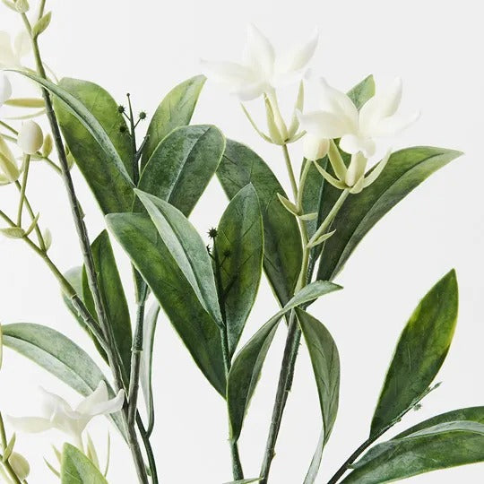 Stephanotis Spray 60cm / White