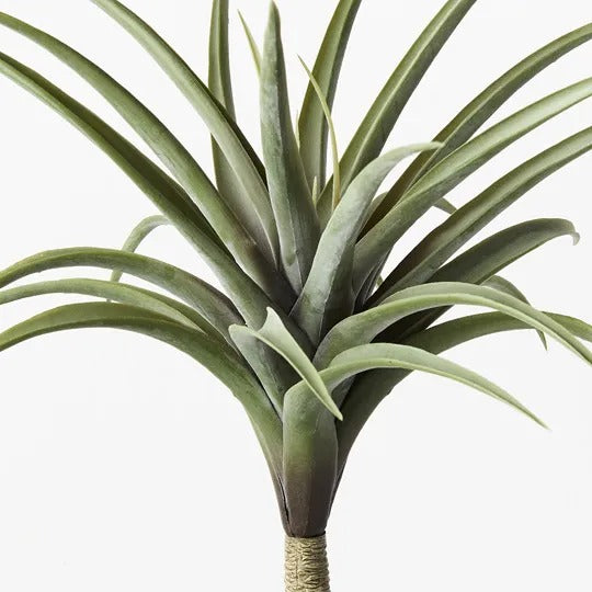 Tillandsia Green Grey