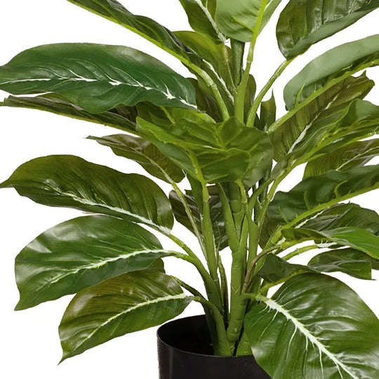 Evergreen in Pot Green 45cm