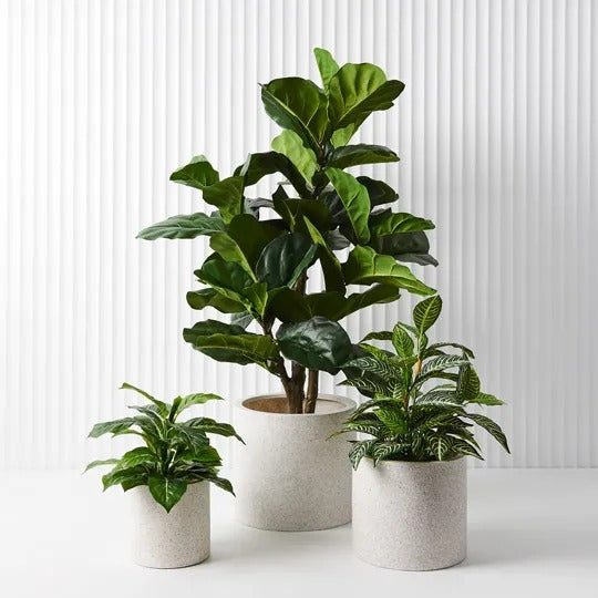 Evergreen in Pot Green 45cm