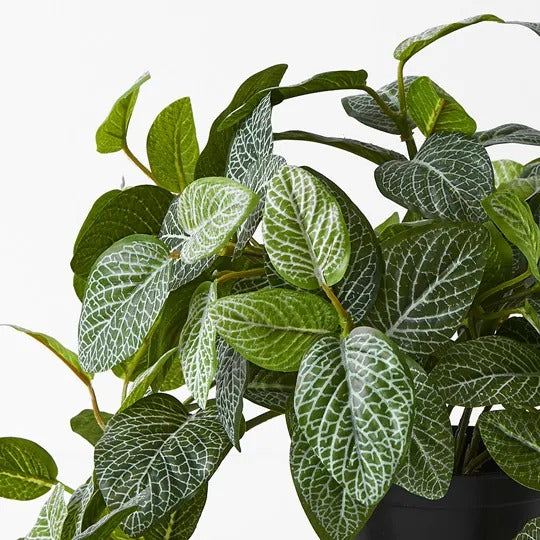 Fittonia Hanging Bush Green 52cm
