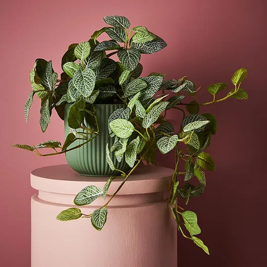 Fittonia Hanging Bush Green 52cm