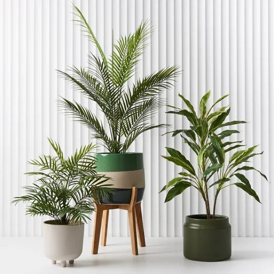 Palm Parlour In Pot Green