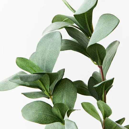 Pittosporum Leaf Spray Grey Green 66cm