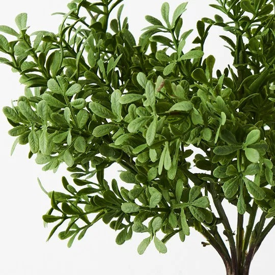 Tea Leaf Bush Grey Green 25cm