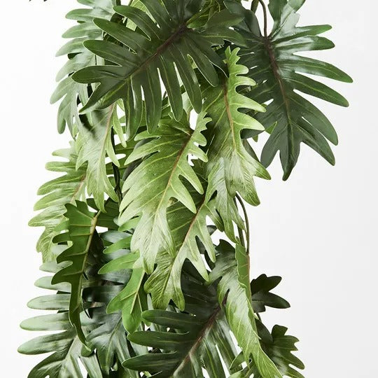 Philodendron Selloum Hanging Bush Green