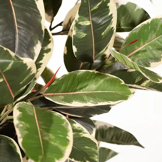 Rubber Tree Variegated 170cmh