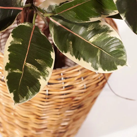 Rubber Tree Variegated 170cmh
