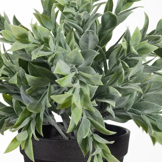 Ruscus Bush in Pot / Grey Green 25cm