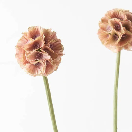 Scabiosa Stellata Spray / Dusty Pink 61cm