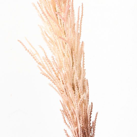 Plume Grass Seed Spray