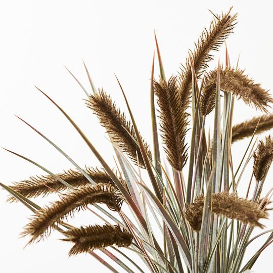 Pampas Grass Bush Moss 47cm